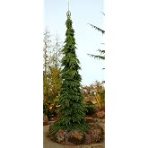 Weeping White Spruce - Picea glauca 'Pendula' 3 - Year Plant