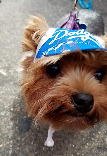dog dodger hat