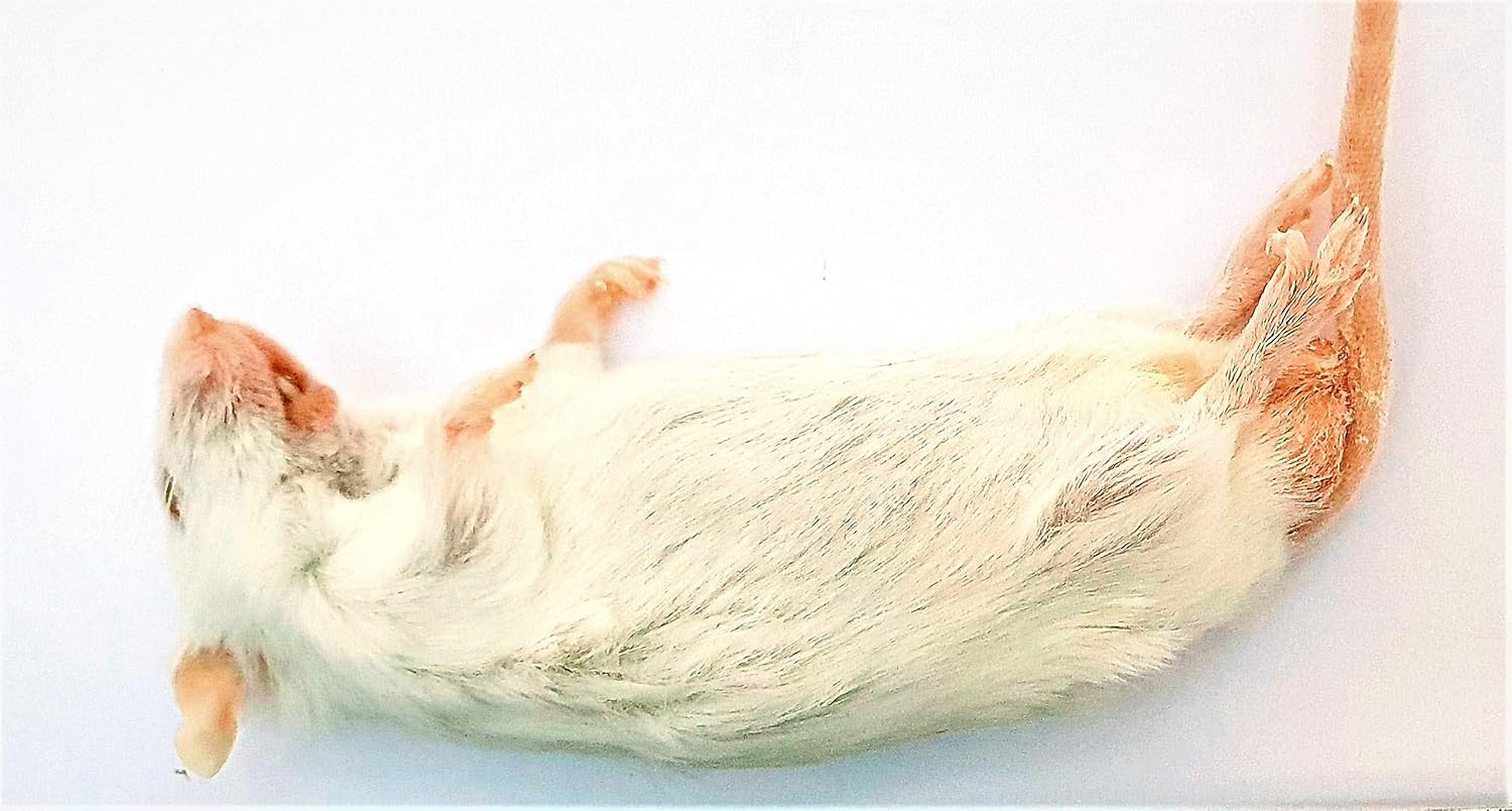 the online reptile shop