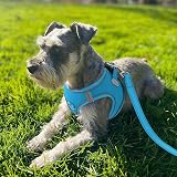 Joytale Step in Dog Harness Soft Mesh Reflective Easy Walk Harness Sky Blue view 2