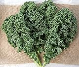 Burpee Prizm Hybrid Kale Seeds 50 seeds
