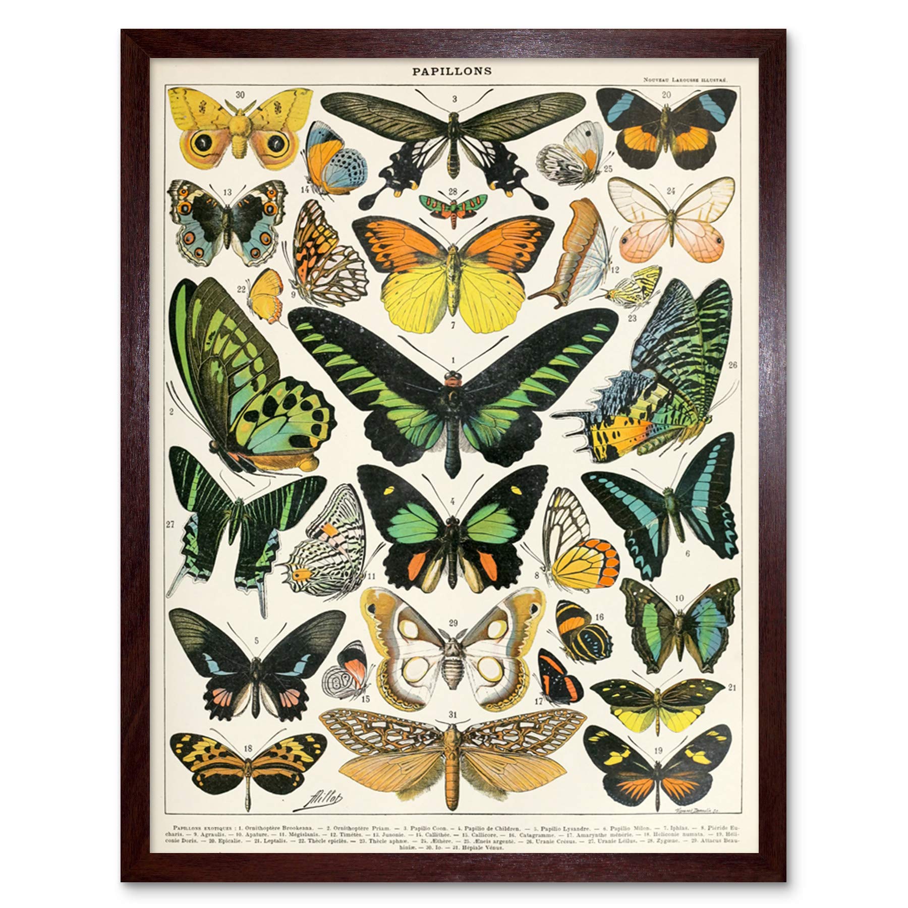 Artery8 Millot Encyclopedia Page Moths Butterflies Art Print Framed Poster Wall Decor 12x16 inch — image 1