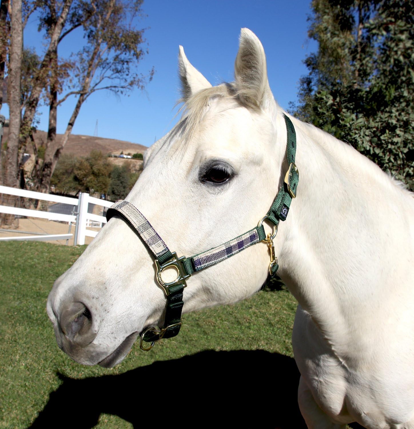 Kensington Premium Breakaway Halter with Padded Nose — Added Breakaway Safety Measures — Snap at Throat for Identical Fit Each Time