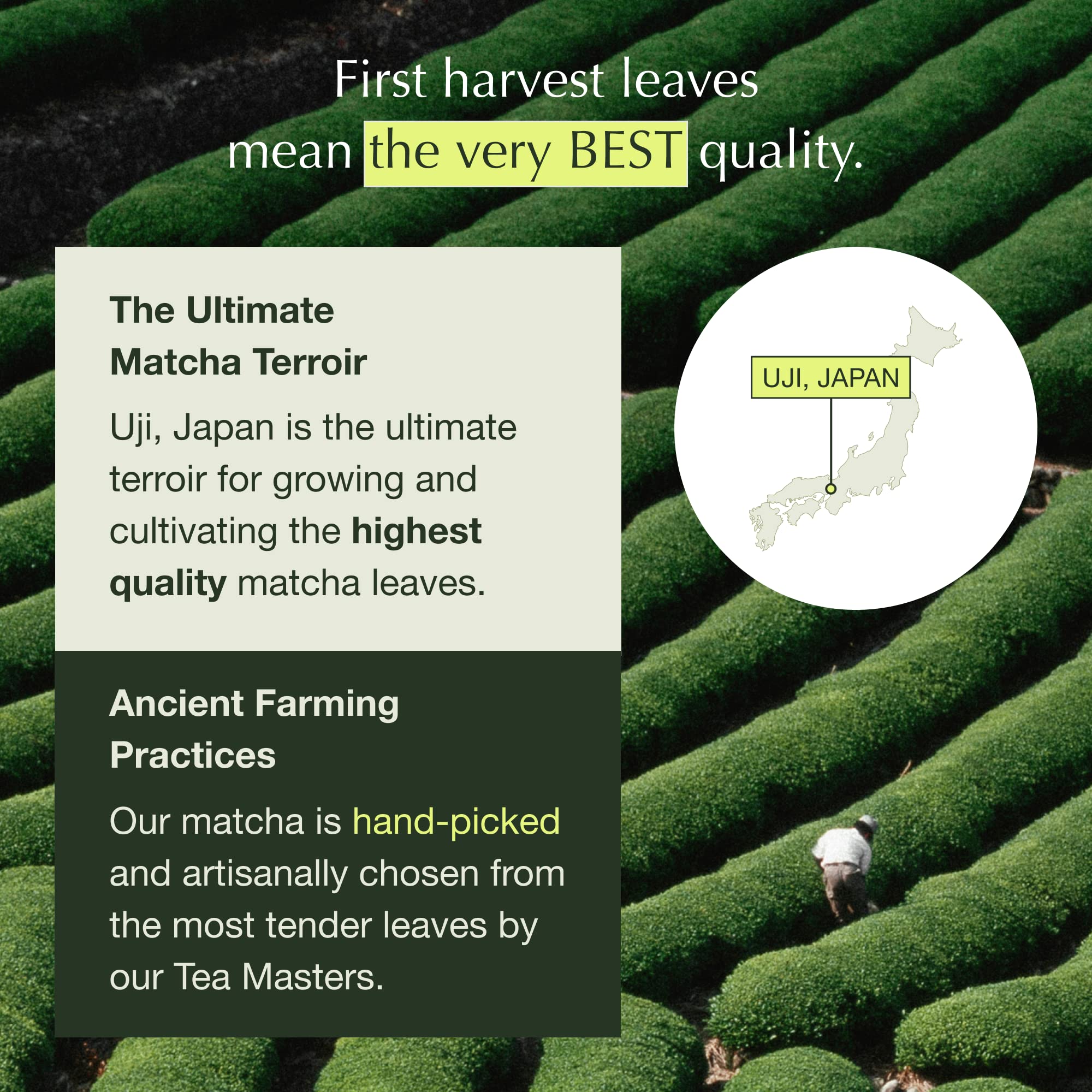 Mua Encha Latte Grade Matcha Powder - First Harvest Organic Unsweetened ...