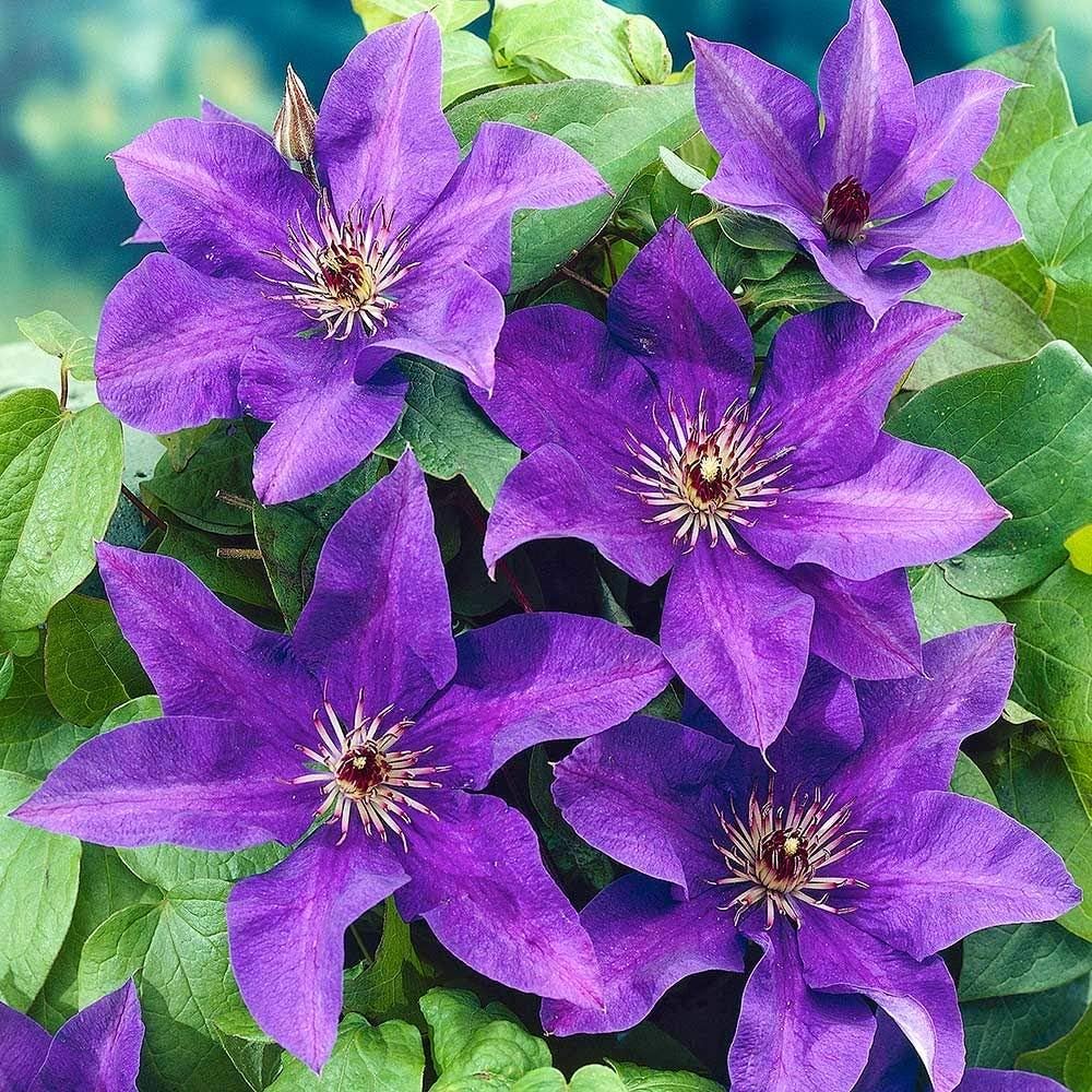 Clematis The President, Clematis Plant in 9 cm Pot Amazon.co.uk