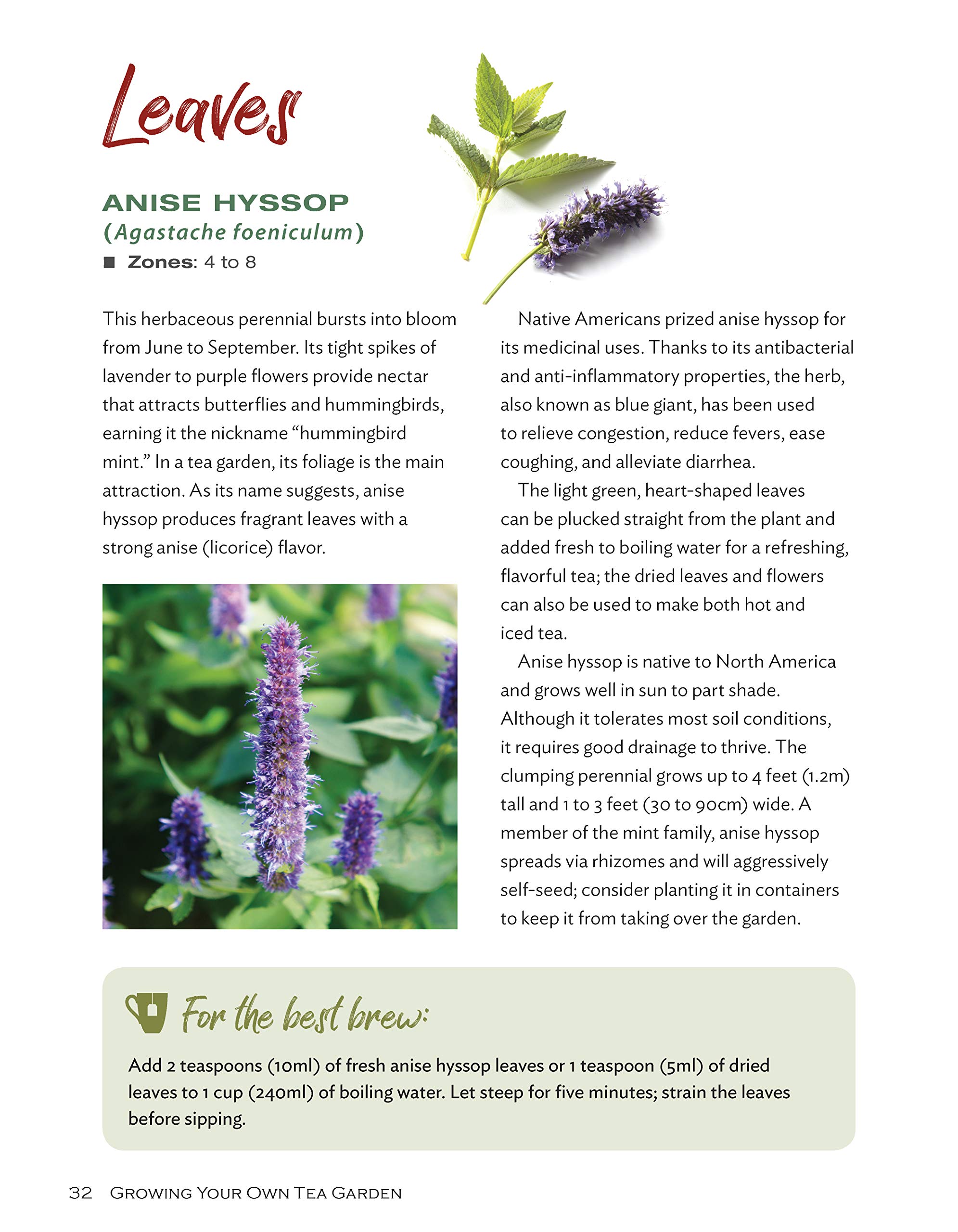 Growing Your Own Tea Garden: The Guide to Growing and Harvesting Flavorful Teas in Your Backyard (CompanionHouse Books) Create Your Own Blends to Manage Stress, Boost Immunity, Soothe Headaches & More Apr 9, 2019