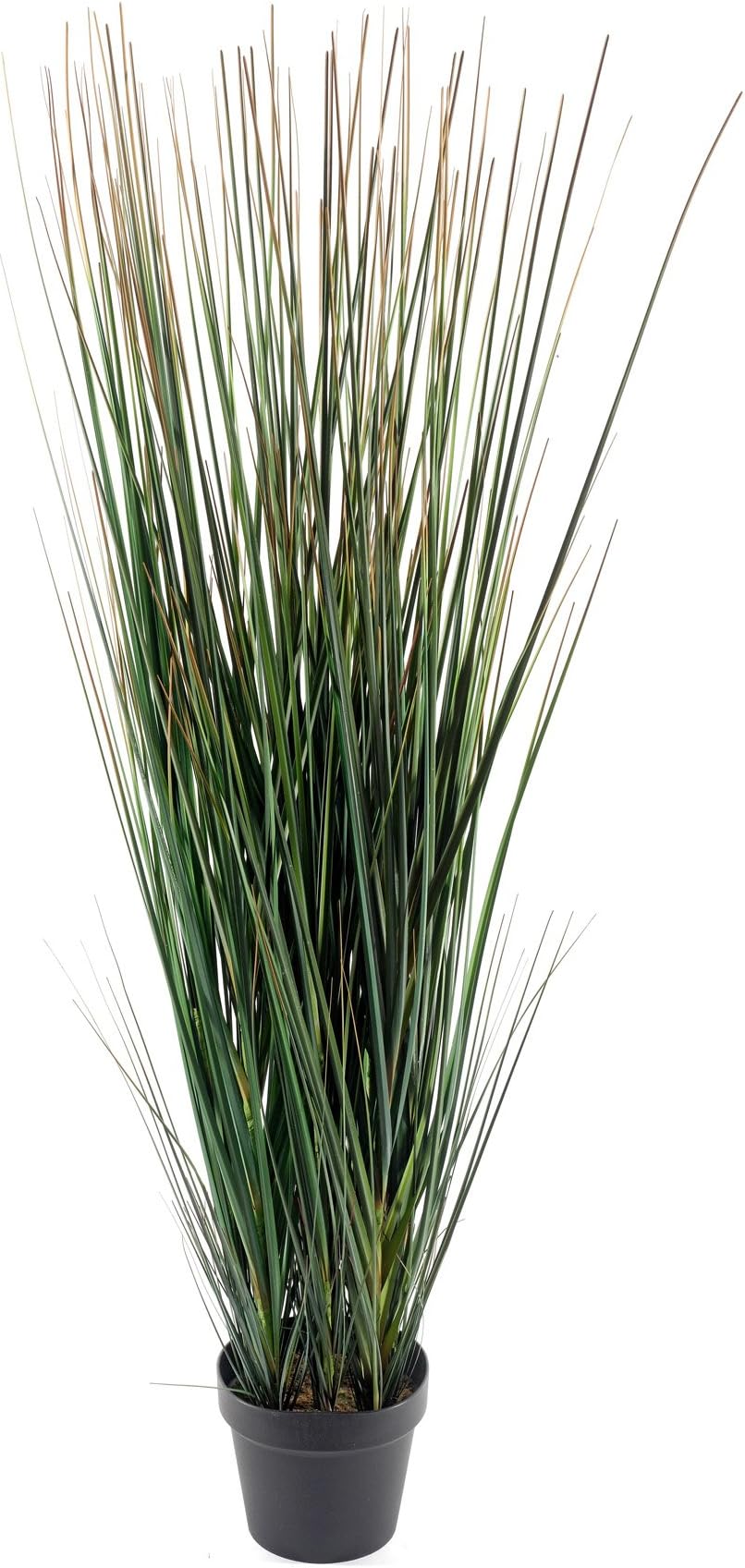 Geko Onion Grass with Pot 110cm, Bamboo, Green, 110 x 28 x 28 cm