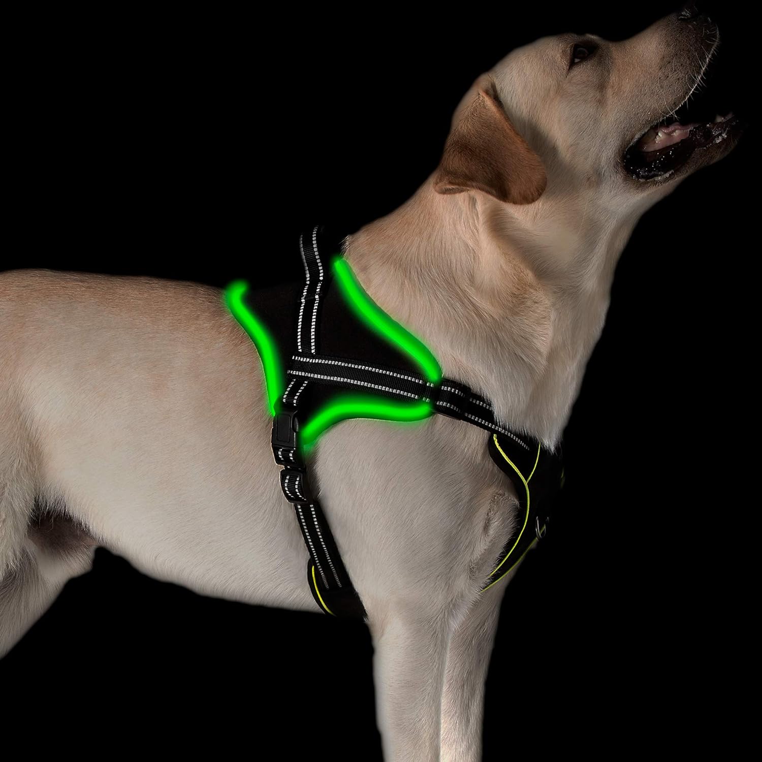 lighted dog harness