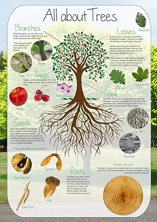 All About Trees Poster School Classroom Decoration Paper