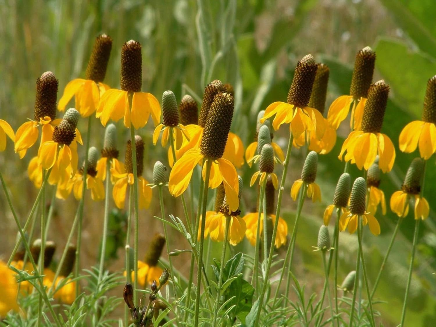 Prairie Coneflower Drought Tolerant Mexican Hat Seeds 50+ Flower Seeds