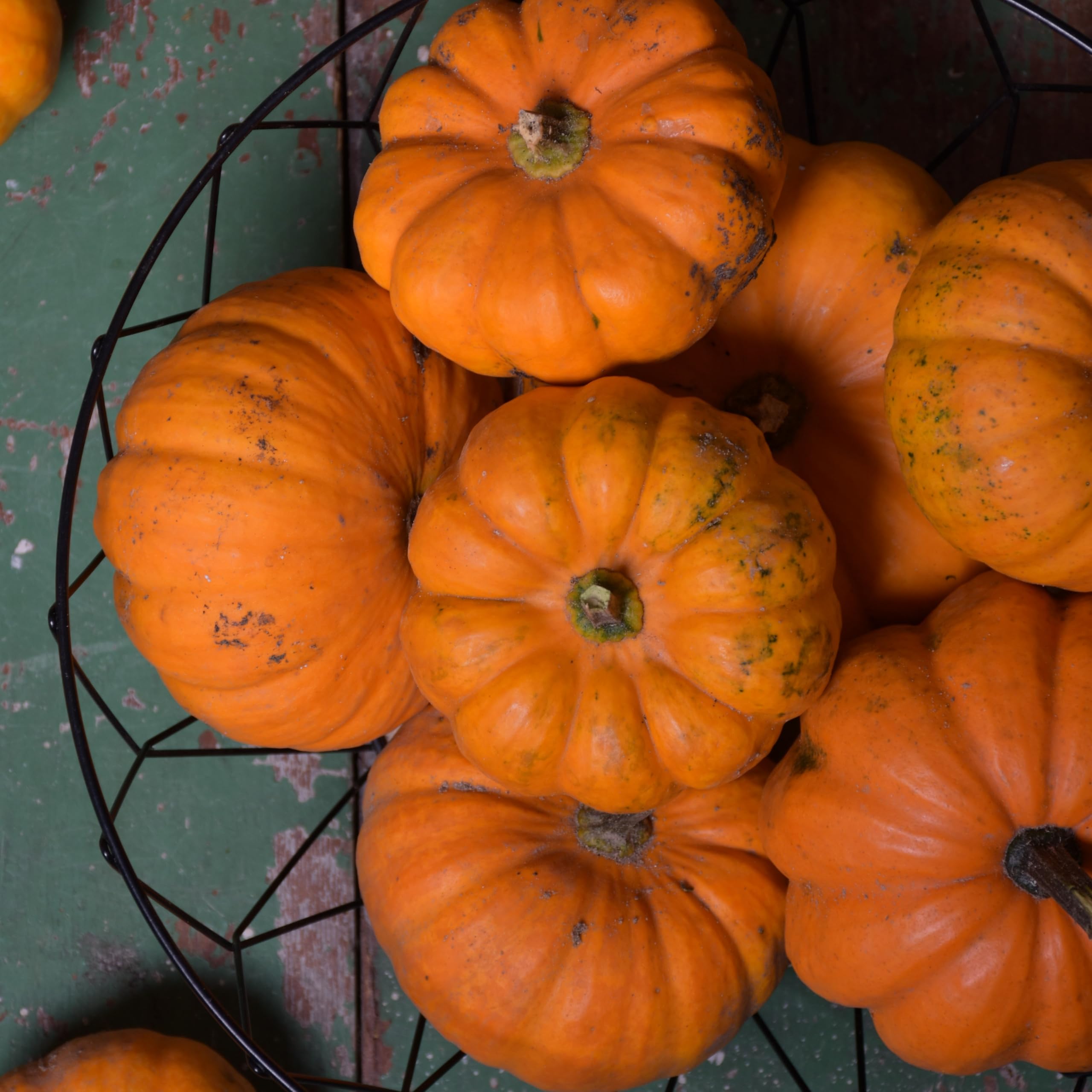 PREMIER SEEDS DIRECT - Miniature Pumpkin Seeds - Jack BE Little - 10 Finest Seeds - Organic