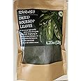 Soursop Graviola Guanabana Leaves for Tea, 120gram 350-400 Leaves (KURASO) By Paradise Beach (120 gram, Soursop Leaves)