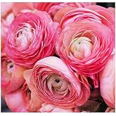 Pink French Ranunculus Corms - 12 Largest Size Corms, Premium Bulbs for Vibrant Blooms, Ideal for Garden Beds, Stunning Peony-Like Flowers