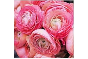 MARDE ROSS & COMPANY Pink French Peony Ranunculus - 12 Largest Size Corms, Premium Bulbs for Vibrant Pink Blooms, Ideal for Garden Beds, Perfect for Spring Planting 2025, Stunning Peony-Like Flowers