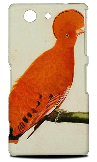 Amazoncom Cute Bird Sketch Art Painting Hard Phone Case