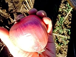 Large Italian Onion Ramata di Milano Rossa Around