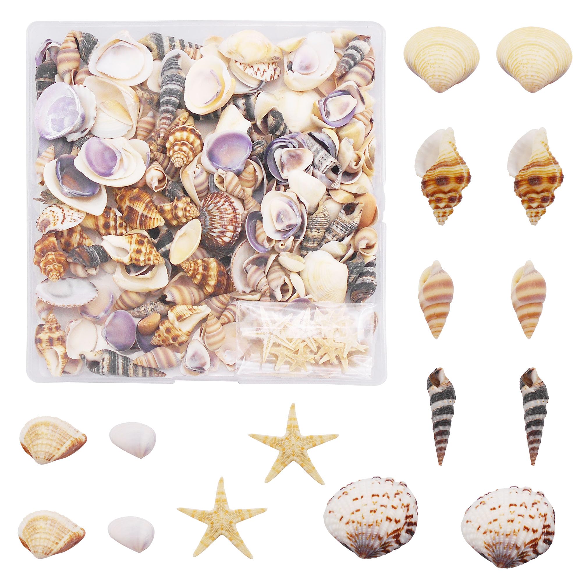 Julie Wang 200 PCS Natural Shell Conch Starfish Tiny Ocean Seashells for DIY Miniature Beach Critter Decor Arts Crafts Projects Fish Tank Vase Filler