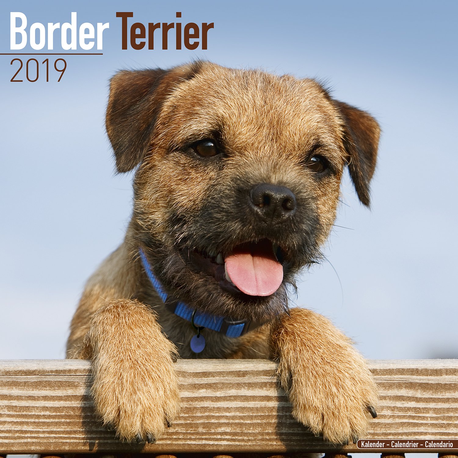 border terrier shows 2019