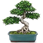 RimCereal 12.6 Inch Ceramic Bonsai Pots with Drainage Hole | Rectangle Glazed Bonsai Planter, Large Shallow Planter for Succulent Orchids Indoor Outdoor Desk Patio Home