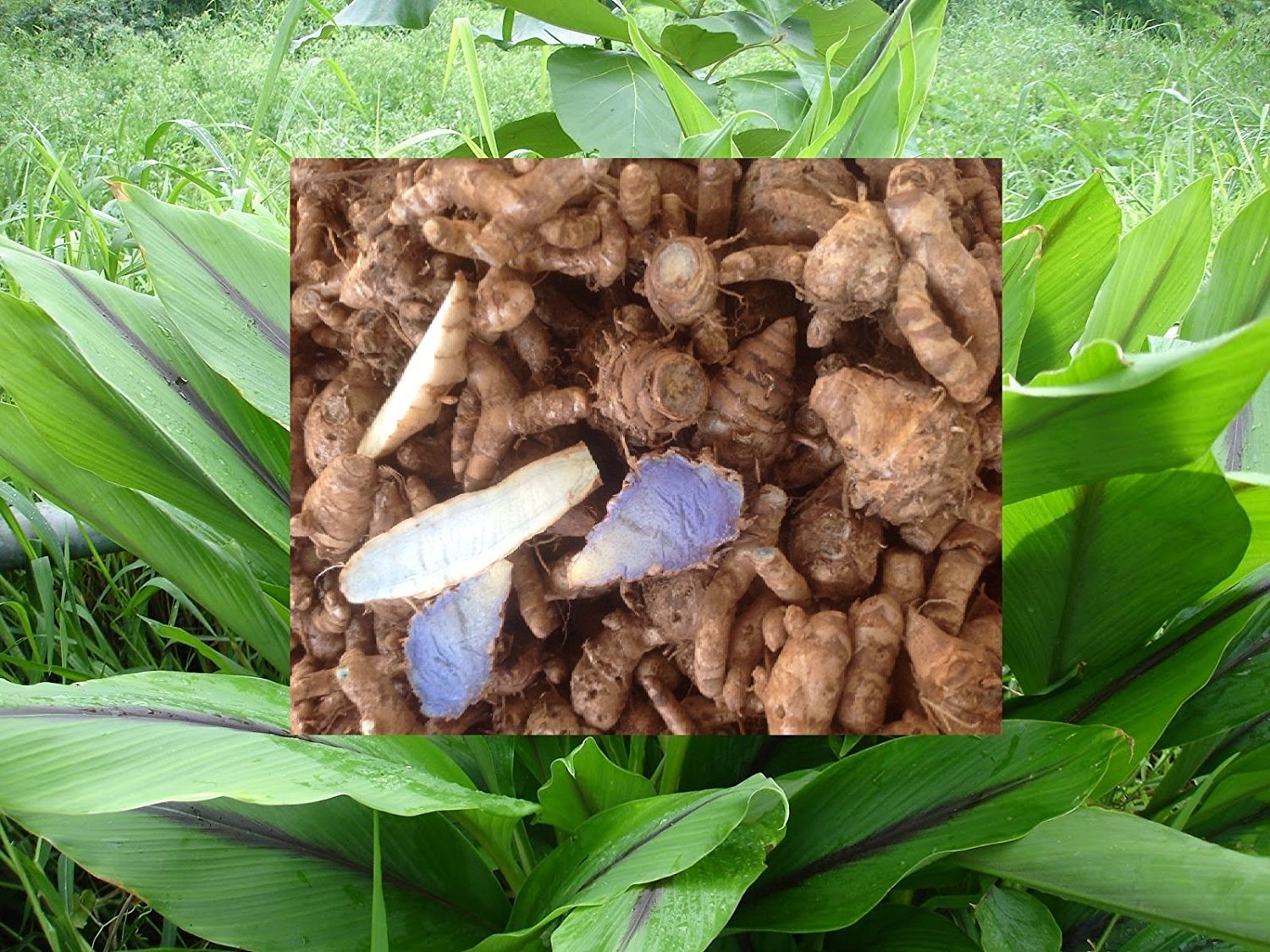 Rebuy kali Haldi/Black Turmeric Energized 7 Pcs Buy Online in UAE