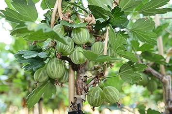 Mucurines Stachelbeere, Stachelbeerstrauch, Hochstamm, Ribes uva crispa, Beerenobst winterhart, grün, im Topf, 120 cm