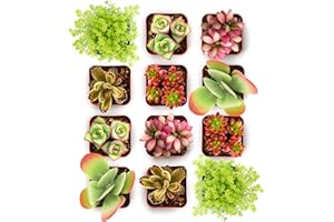 Shop Succulents Endless Summer Succulent Pack Collection - Live Mini Succulent Plants, Low Maintenance, Colors & Textures - Wedding and Party Favors, Gift & Garden, Pack of 12