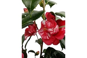 NEW LIFE NURSERY & GARDEN Governor Mouton Camellia Japonica - Live Plant - Quart Pot