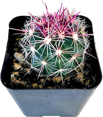 Amazon.com : Fat Plants San Diego Cactus Plants. Variety Package