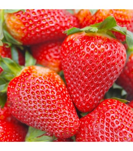 【18点セット】 WILD STRAWBERRY Amazon.com : David's Garden Seeds Collection Set Fruit