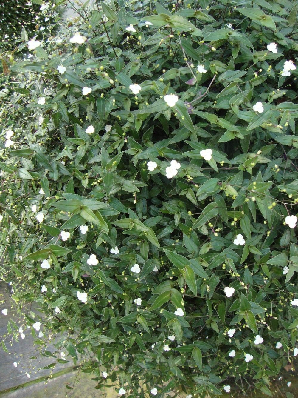 Shrubs Patio Lawn Garden Live Bridal Veil Aka Gibasis Pellucida Hanging Plant Fit 4 Pot