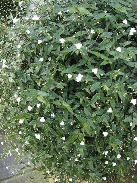 2 White Blooming Tahitian Bridal Veil Trailing House Plant Rooted Cuttings Plants Seedlings Houseplants