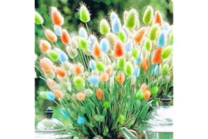 ZELLAJAKE 100pcs Rabbit Tail Grass Seeds Mixed Color Garden Bunny Tail Grass Decor Plants