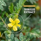 Alpha01 Tribulus Terrestris Extract 10000mg 95% Saponins Vegan 120 Caps view 4