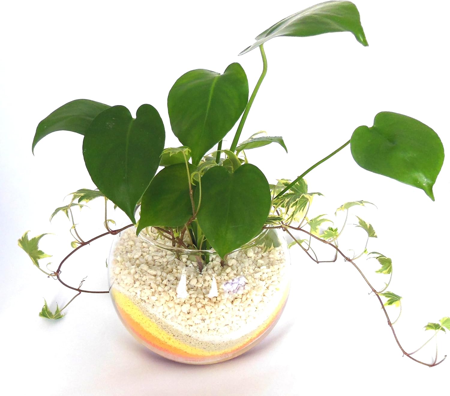 Amazon 観葉植物 モンステラ アイビー ハイドロカルチャー ガラス植え 黄オレンジ L お手入れ簡単 お祝い ギフトに最適 室内で安心な土を使わない水耕栽培 お部屋にグリーンを置いてきれいな空気でリラックス 観葉植物 オンライン通販