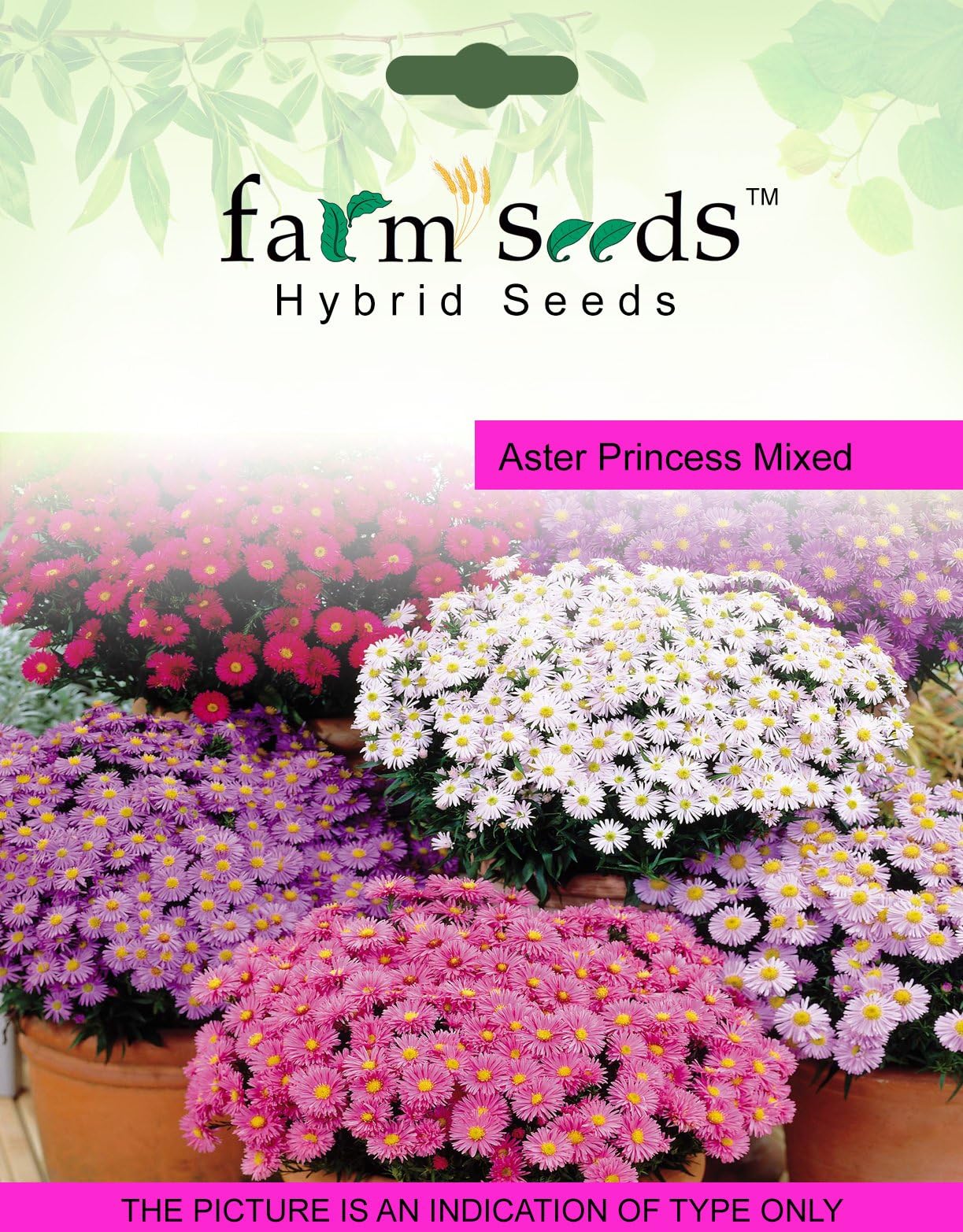 FARM SEEDS Aster Princess Mixed 1 Packet Seeds Seed (100 per packet)