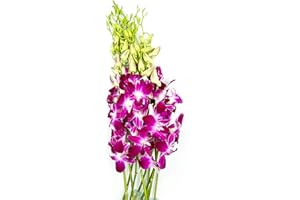 COLLECTION BY TIFFANY Fresh Dendrobium Cut Purple (Sonnia) Orchids I 10stems per Bunch I Long Lasting Tropical Flowers