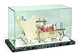 3B Scientific W23026 Large Showcase