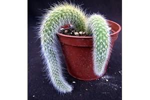 Cleistocactus Colademono Cactus Succululto Cactus:Package Contatins Seeds