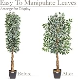 Christow 5ft Artificial Ficus Tree Variegated Leaves Natural Wood Trunk view 6