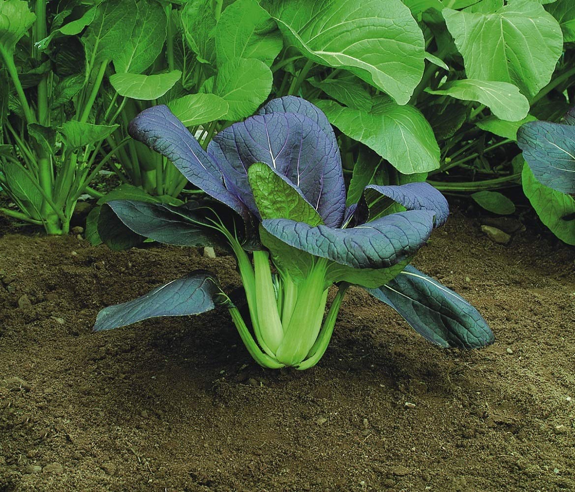 PREMIER SEEDS DIRECT - Cabbage - PAK Choi RED - Choi F1-1.2 Gm ~ 400 Seeds