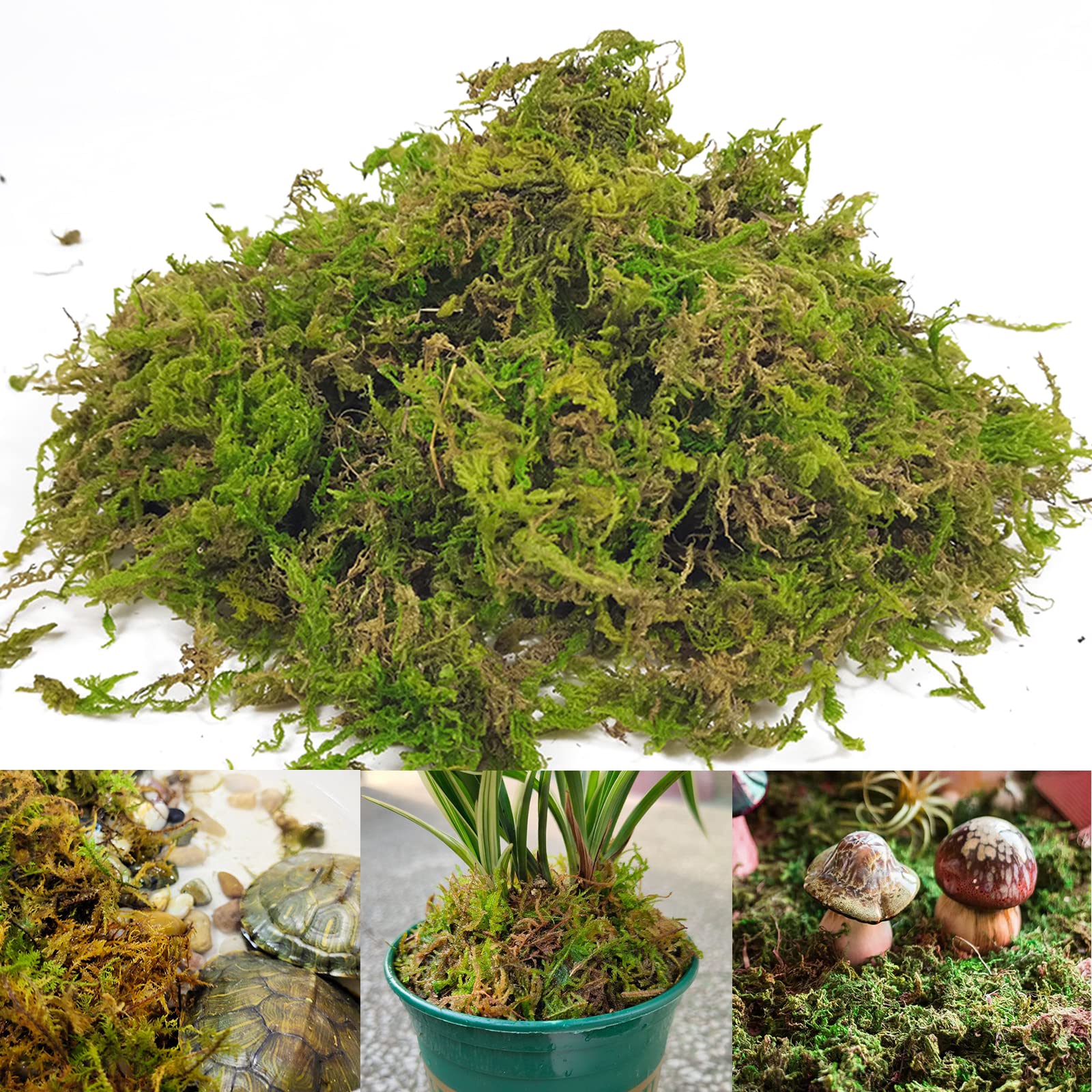 Gukasxi 150g Dried Forest Moss for Potted Plants Green Artificial Moss Decoration Natural Sphagnum Moss for Terrarium Decor, Orchid Soil Medium (4 Quarts)