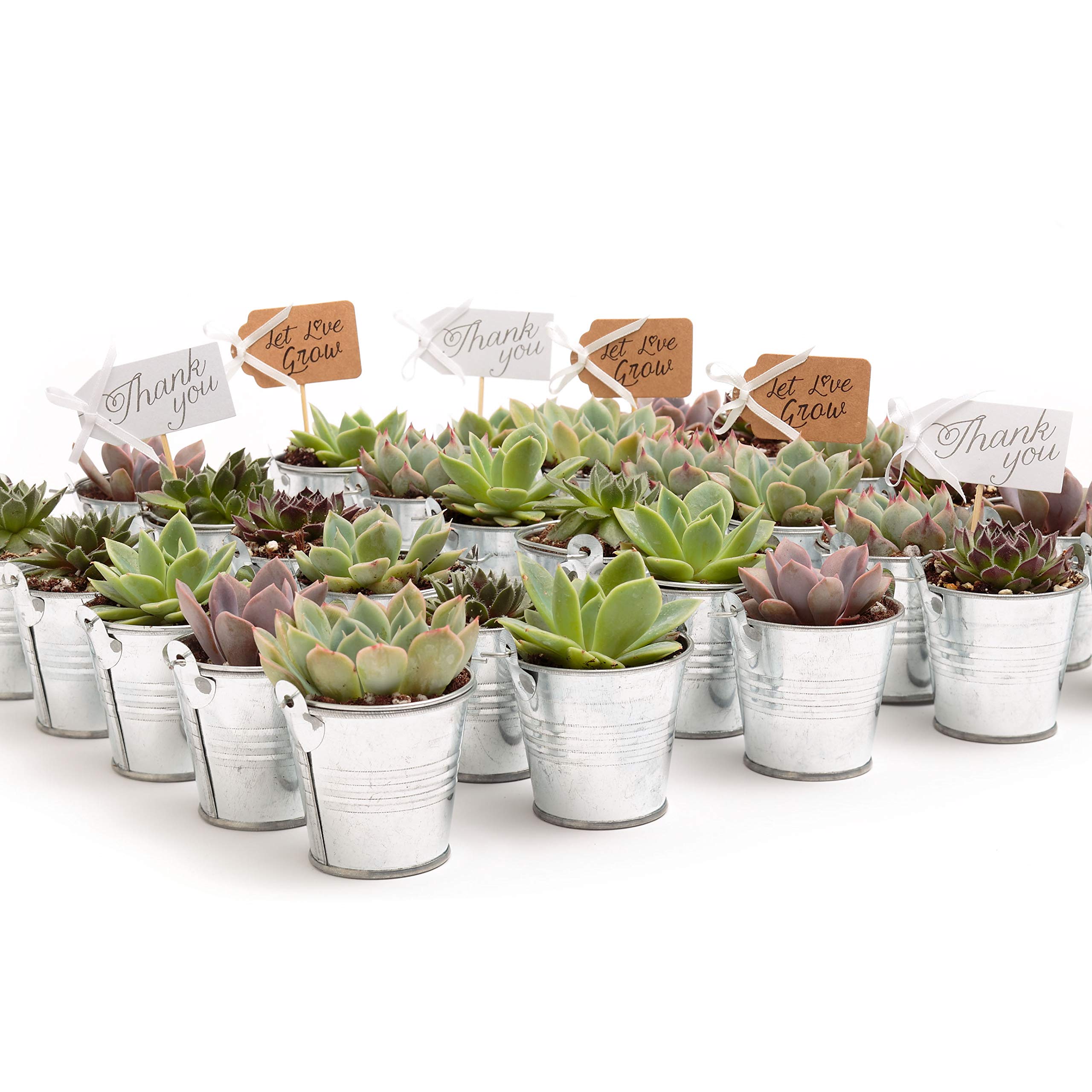 2 in. Wedding Event Rosette Succulents with Tin Metal Pails and Thank You Tags (30)