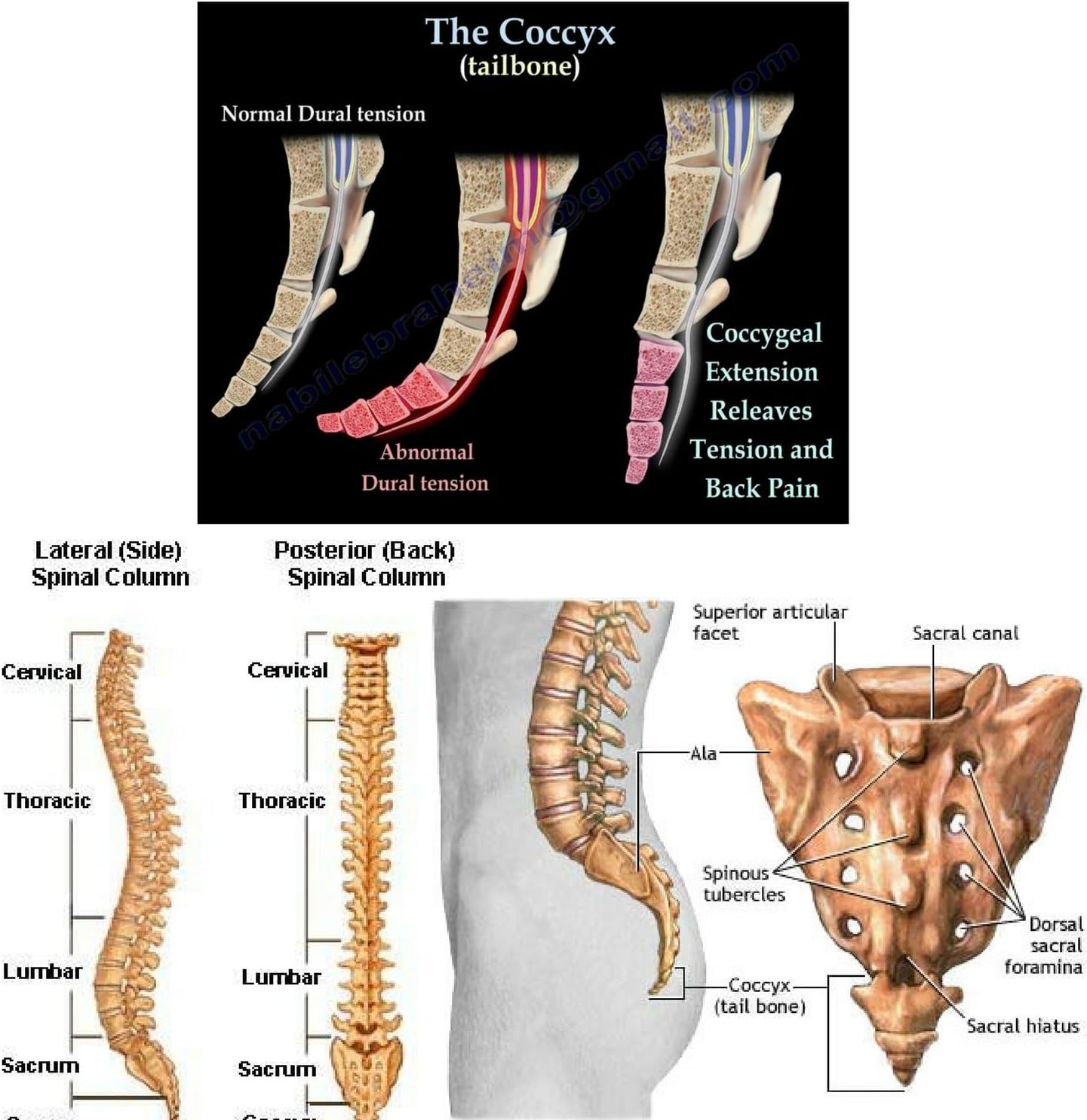 FOMI Extra Thick Firm Coccyx Orthopedic Memory Foam Seat Cushion | Black Large Cushion for Car or Truck Seat, Office Chair, Wheelchair | Back Pain Relief: Health & Personal Care