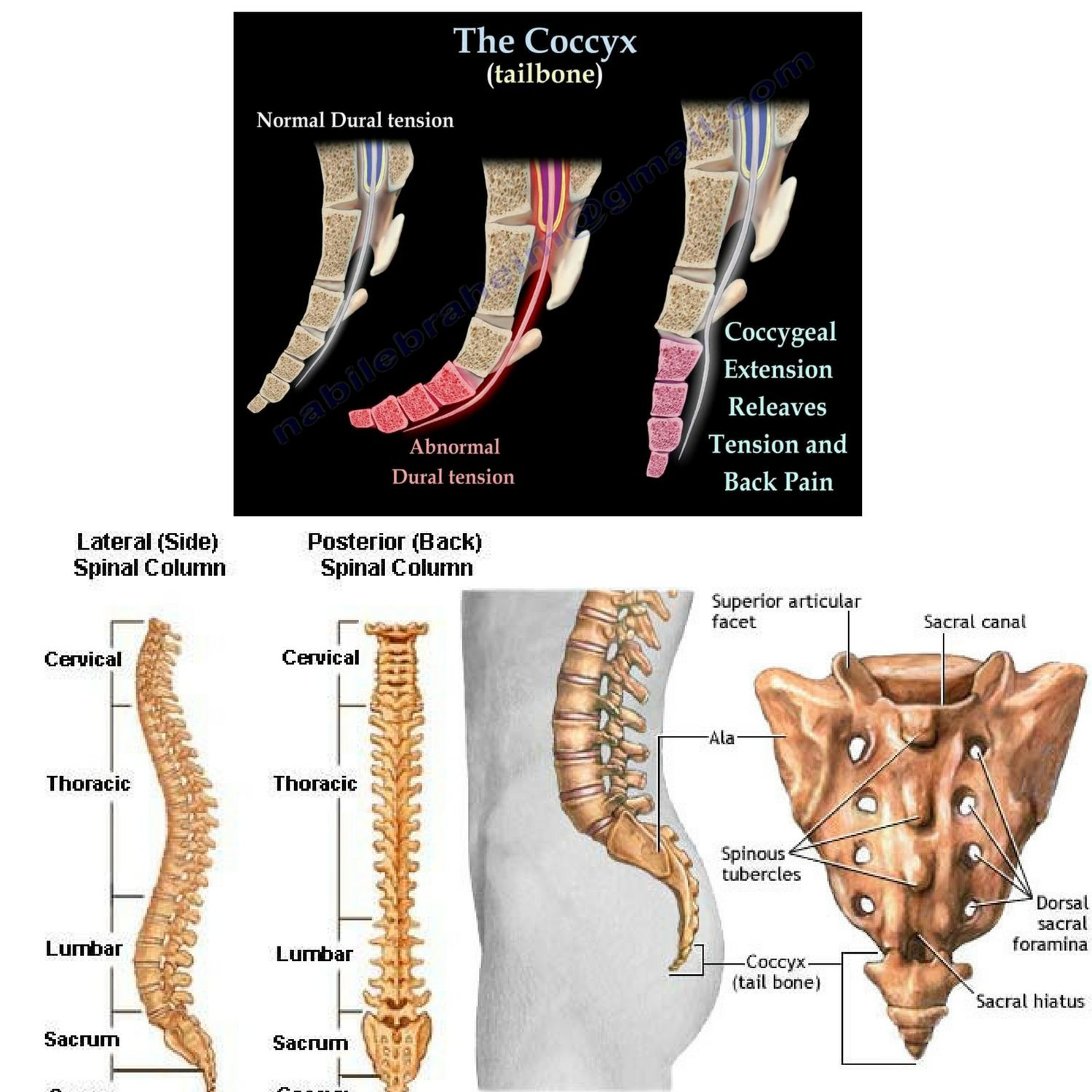 spine align cushions