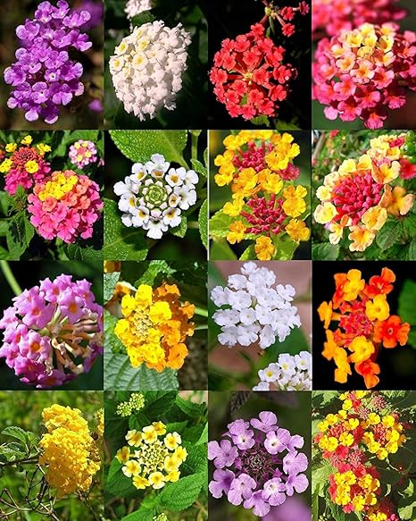 Kerala Garden Mixed Lantana 16 Colours Flower Seeds 100 Pieces Amazon In Garden Outdoors