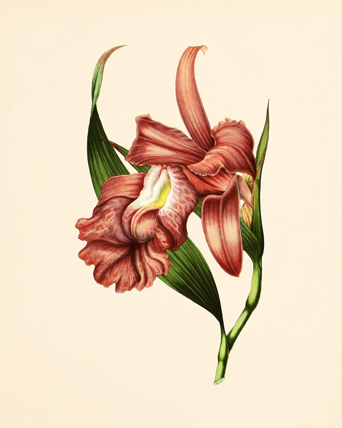 Amazon Com Flower Wall Art Vintage Floral Decor Set Of 6 8x10 Unframed Botanical Prints Burgundy Handmade