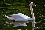 Extra Select Premium Floating Swan and Duck Feed 5 Litre view 4