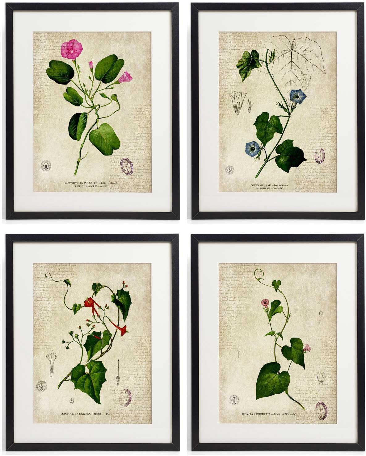 IDIOPIX Vintage Botanical Floral Print Art Home Wall Art Set of 4 Prints UNFRAMED No.7