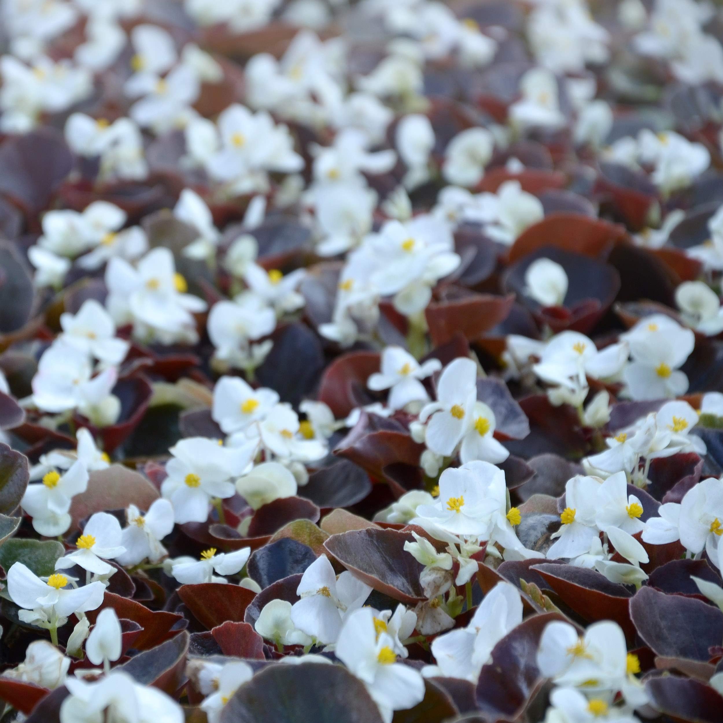 Outsidepride Wax Begonia Semperflorens White Garden Flower or House Plant Seed - 5000 Seeds