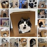 Septillar Cat Cardboard House with Scratcher Pads 30x30x30cm view 6